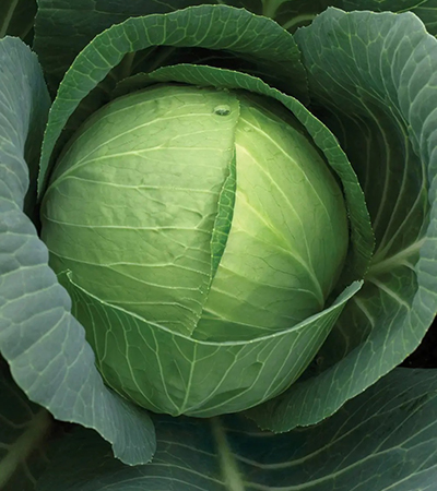 Cabbage