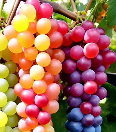 Grapes