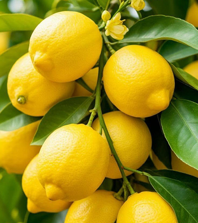 Lemon