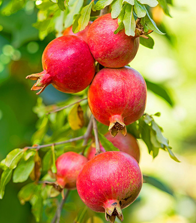 Pomegranate